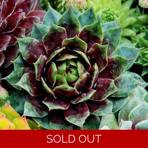 Sempervivum 'Cranberry Cocktail'